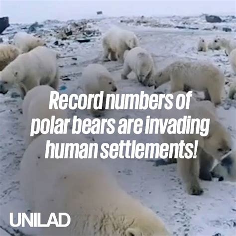 Polar Bears Are Invading Russian Homes Russia Polar Bear Areas Of