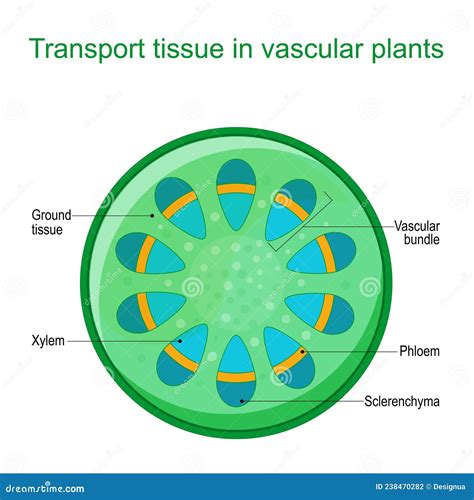 Vascular Tissue System Of Plants Vector Illustration Cartoondealer
