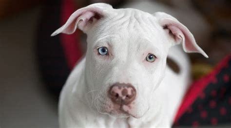 White Pitbulls Genetics Controversy Pictures And Puppy Prices