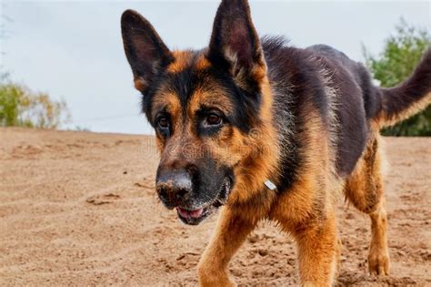 Dog German Shepherd Outdoors On Sand In A Summer Stock Image Image Of