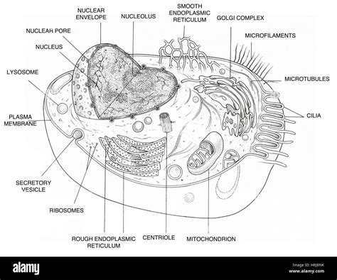 Animal Cell Sketch Animal Cell Diagram Unlabeled Tim