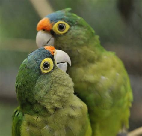 Orange Fronted Parakeet Care Sheet Birds Coo