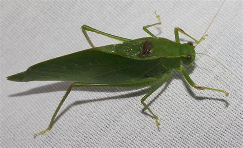 Large Green Katydid Microcentrum Retinerve Bugguidenet