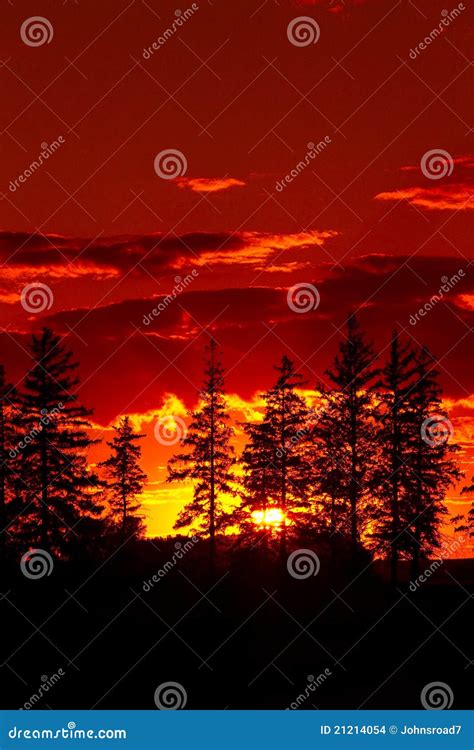 Sunset Pine Trees Stock Photo Image Of Beautiful Pine 21214054