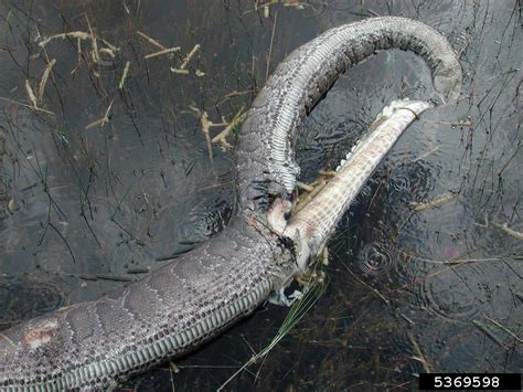 Horrifying Giant Python Exрɩoded Stomach After Swallowing A 6 Foot