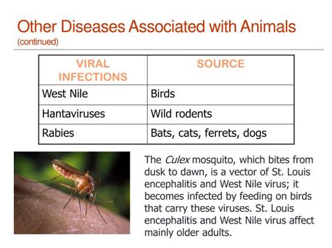 Ppt Diseases Transmitted Animals To Humans Powerpoint Presentation