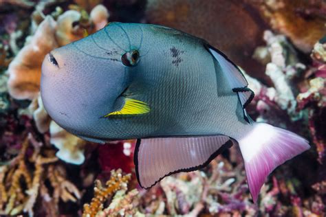 Pinktail Triggerfish Light Phase Melichthys Vidua Flickr
