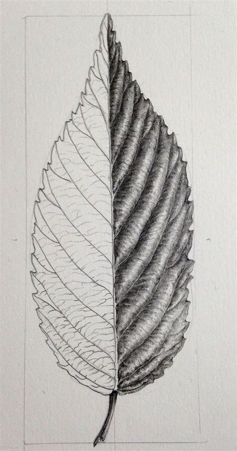 40 Leaf Pencil Drawing Ideas Botanical Art Botanical
