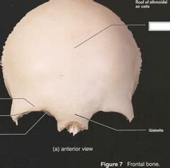 Frontal Bone Flashcards | Quizlet