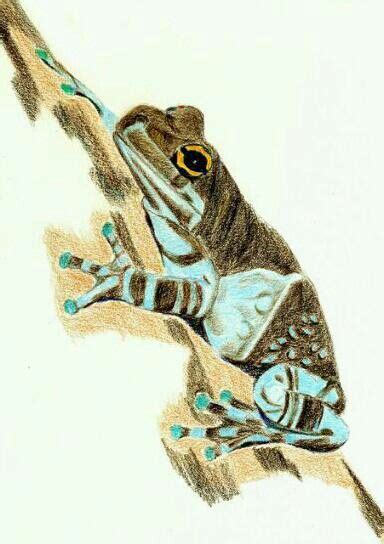 Color Pencil Frog Frog Sketches Lizard