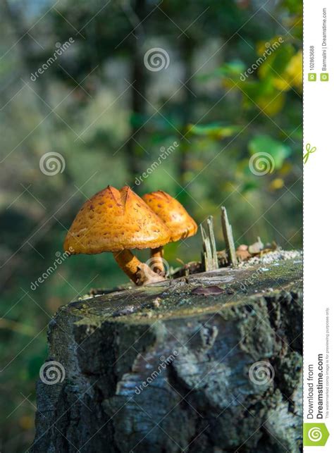 Two Mushrooms On Birch Stub In The Autumn Forest Stock