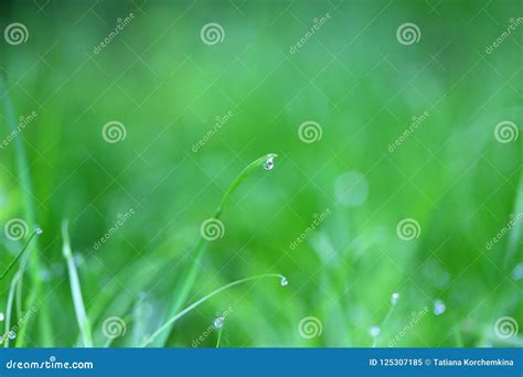 Photo Of A Bright Green Grass With Dew Drops Stock Image Image Of