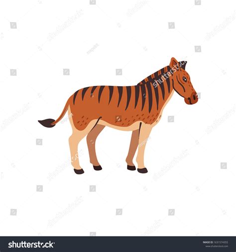 Zebra Horse Donkey Hybrid