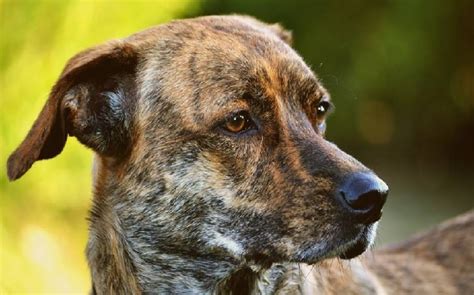 All About Treeing Tennessee Brindle Dog Breed Origin Behavior