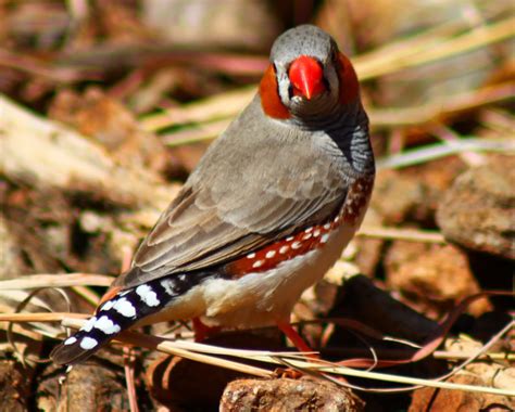 Richard Waring's Birds of Australia: Zebra Finches (again) but they are