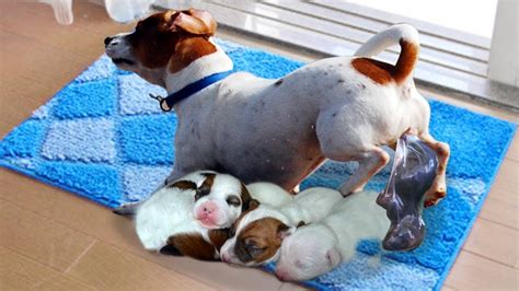 Mommy Jack Russell Dog Giving Birth To 5 Cute Puppies