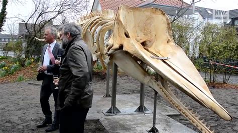 Abonniere envato elements für unbegrenztes herunterladen von photos gegen eine monatliche gebühr. Walskelett auf Wangerooge präsentiert - YouTube