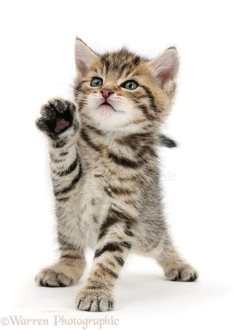 Cute Tabby Kitten 6 Weeks Old Photo Wp44315