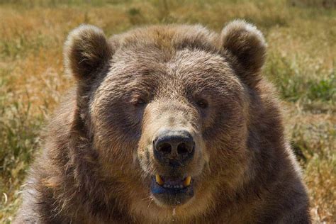 Brown Bear Face Close Up • Hq Photography