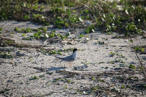 The Return Of Nesting Seabirds On The Florida Panhandle Outdoor Devil
