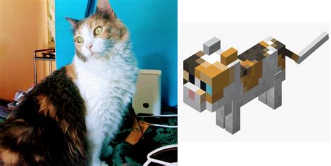 This Is Why I Always Tame Calico Cats In Minecraft It Looks Like My Buddy Rminecraft