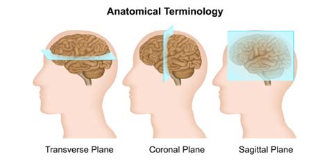 Anatomical Terminology Quiz How Well Do You Know Trivia And Questions
