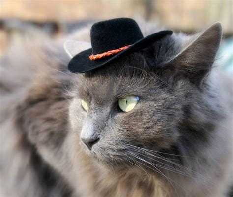 Cat Cowboy Hat Persian Male Cat Wearing A Cowboy Hat Photo Wp42611