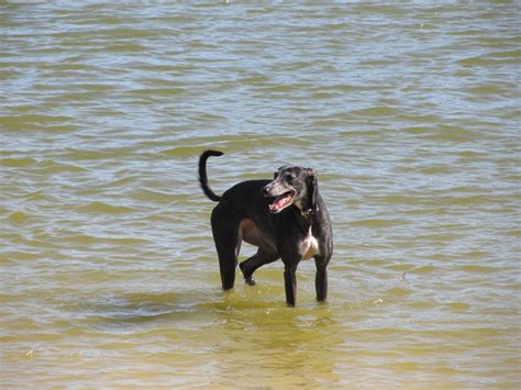 Grass island dog park has received a rating of 2.4 out of 5 bones by 7 canine critics on bringfido. Connie splashes around at James Island Dog Park. | Dog ...