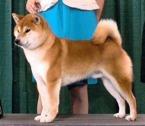 Shiba Inu Breeders Midwest East North Central My First Shiba Inu