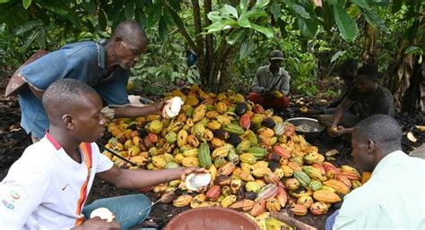 New Cocoa Deals Help Peasant Farmers But Not Enough Pulse Nigeria