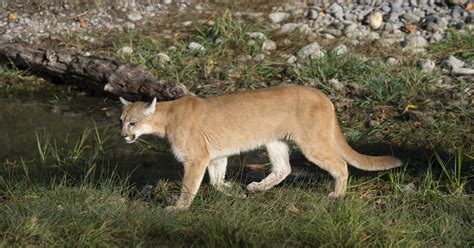 Cougar Attacks 8 Year Old Camper At Olympic National Park Primenewsprint