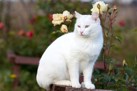 Über 7 millionen englischsprachige bücher. Take It from a Vet: Lilies Are Toxic to Cats - Catster