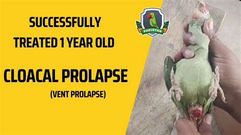 Cloacal Prolapse Vent Prolapse In Parrots Urdu Hindi Youtube