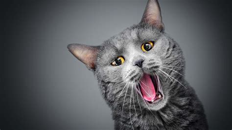 Gray Cat Meowing 4k Ultra Hd Wallpaper Background Image 3840x2160