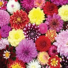 Ospita 130 negozi, con importanti marchi nei settori abbigliamento, elettronica, beni per la casa e beni per la persona. IL SIGNIFICATO DEI FIORI, E TANTE ALTRE CURIOSITA' E NOTIZIE