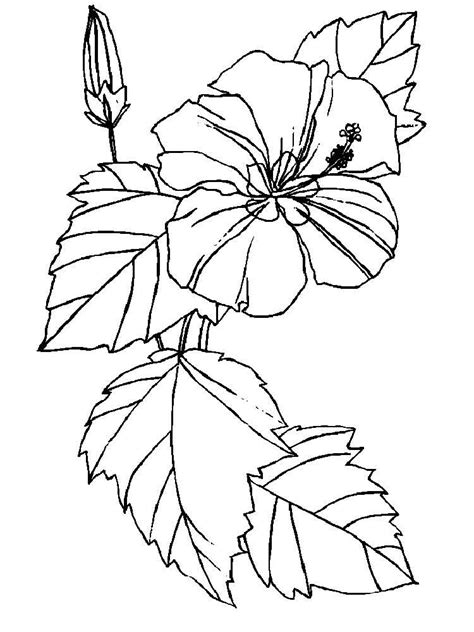 Dieses angebot ist für 1 temporäre tätowierung von 4 rüschen, überlappenden hibiskusblüten. Ausmalbilder Hibiskus - Malvorlagen Kostenlos zum Ausdrucken