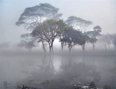 Landscape Tree Forest Fog Beauty Nature Wallpapers Hd Desktop