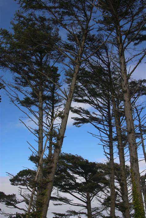Shorepines A Group Of Weathered Pine Trees Oregon Coast Michael