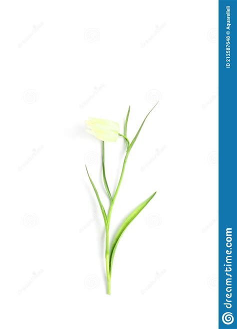 Beautiful White Flower On A White Background Flat Lay Minimalistic
