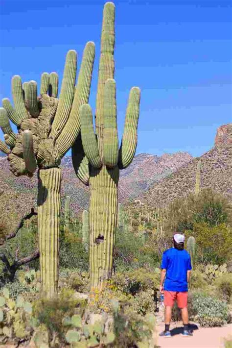 Saguaro Cactus Facts Adaptation And How To Grow American Gardener