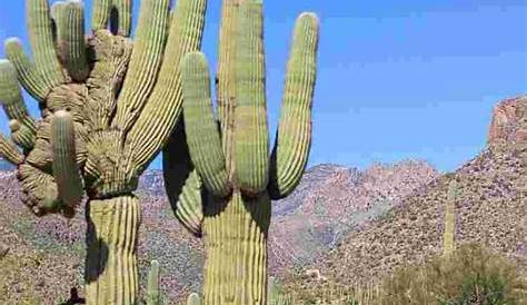saguaro cactus age chart