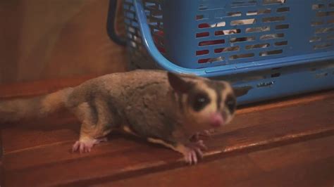 Sugar Glider Out And About YouTube