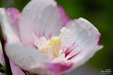 It is a unique flower by its majestic royal presences, the plant blooms in its distinctive form for several weeks before they die, and their flowering occurs once during its. Bring the tropics home with Fiji™ Hibiscus. Hardy to Zone ...