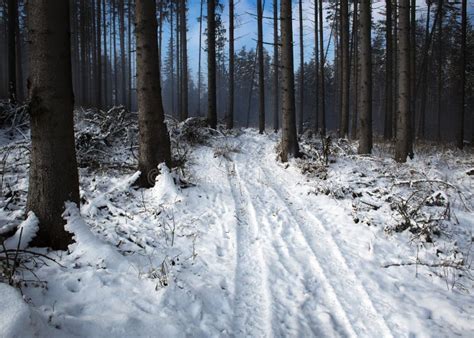 Road To The Snowy Spruce Forest Stock Image Image Of Road Bright
