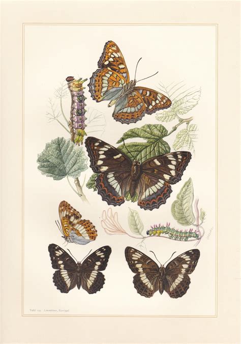 Butterfly Print Vintage Lithograph From 1956 Etsy Butterfly