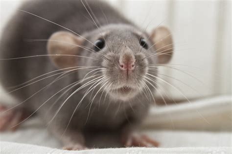 Manufacturers of commercial pet rat diets most often sold in pet stores do not come close to having done the comprehensive research needed into the nutritional needs of rats. My dumbo rat by DearFox on DeviantArt