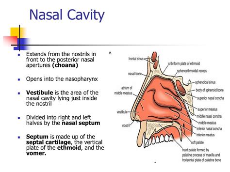 Nasal Cavity