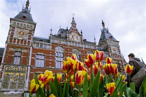 Olanda în Simboluri Laleaua Regina Florilor De Primăvară Jurnal De