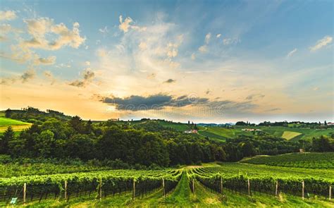 Gorgeous Sunset Over Beautiful Green Vineyards Austrian Grape Hills In