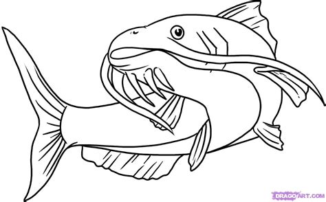 Channel catfish fish washington washington department of fish. Best Catfish Clip Art #601 - Clipartion.com